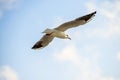 Black Headed Gull Flying Deep Over The Baltic Sea