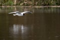 Black-headed Gull Royalty Free Stock Photo