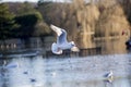 Black Headed Gull flying over flooded river Thames Royalty Free Stock Photo