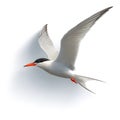 Black headed gull flying over the ocean with white wings and black head Royalty Free Stock Photo