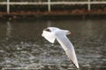 Black headed gull flying over river Royalty Free Stock Photo