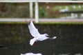 A black headed gull flying over a river Royalty Free Stock Photo