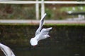 A black headed gull in flight Royalty Free Stock Photo