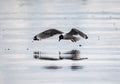 Black headed Gull flying over a sea Royalty Free Stock Photo