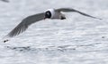 Black headed Gull flying over a sea Royalty Free Stock Photo