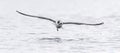 Black headed Gull flying over a sea Royalty Free Stock Photo