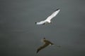 Black-headed gull