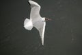 Black-headed gull Royalty Free Stock Photo