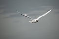 Black-headed gull