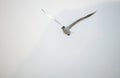 Black-headed gull Royalty Free Stock Photo