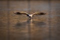 Black-headed gull gliding above the water, about to land Royalty Free Stock Photo