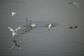 Black-headed gull