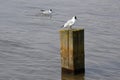 Black-headed Gull, Southwold, Suffolk, England, UK