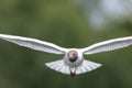 Black-headed gull head on in flight. Flying towards camera.