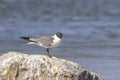 Black-headed gull in Hondo, Texas Royalty Free Stock Photo