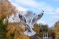 Black headed gull hovering in front of camera