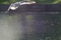 A black headed gull hovering over a lake Royalty Free Stock Photo