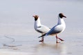 Black-headed Gull on the ice Royalty Free Stock Photo