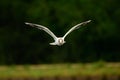 Black Headed Gull