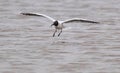 Black Headed Gull landing on water