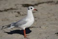 Black-headed Gull (Larus ridibundus) Royalty Free Stock Photo