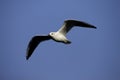 Black-headed Gull (Larus ridibundus) Royalty Free Stock Photo