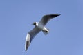 Black-headed gull, larus ridibundus Royalty Free Stock Photo