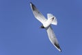 Black-headed gull, larus ridibundus