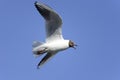 Black-headed gull, larus ridibundus Royalty Free Stock Photo