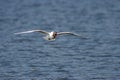 Black-headed Gull - Larus ridibundus Royalty Free Stock Photo