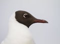 Black-headed gull, Larus ridibundus Royalty Free Stock Photo