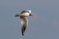 Black-headed gull Larus ridibundus in flight against the sky, Flying gull Royalty Free Stock Photo