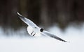 Black-headed Gull Larus ridibundus in flight. Royalty Free Stock Photo