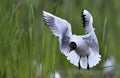 Black-headed Gull (Larus ridibundus) in flight Royalty Free Stock Photo