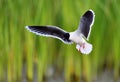 Black-headed Gull Larus ridibundus in flight on the green grass background. Backlight Royalty Free Stock Photo