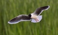 Black-headed Gull Larus ridibundus in flight on the green grass background. Backlight Royalty Free Stock Photo