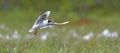 Black-headed Gull (Larus ridibundus) in flight Royalty Free Stock Photo