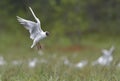 Black-headed Gull (Larus ridibundus) in flight Royalty Free Stock Photo