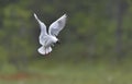 Black-headed Gull (Larus ridibundus) in flight Royalty Free Stock Photo