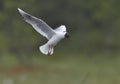 Black-headed Gull (Larus ridibundus) in flight Royalty Free Stock Photo