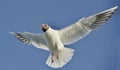 Black-headed Gull (Larus ridibundus) in flight Royalty Free Stock Photo