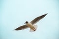 Black-headed Gull (Larus ridibundus) in flight on the sky Royalty Free Stock Photo