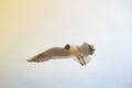 Black-headed Gull (Larus ridibundus) in flight Royalty Free Stock Photo