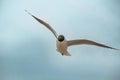 Black-headed Gull (Larus ridibundus) in flight Royalty Free Stock Photo