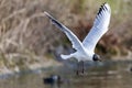 Black headed Gull Larus ridibundus Royalty Free Stock Photo