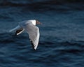 Black-headed Gull, Larus ridibundus flying Royalty Free Stock Photo