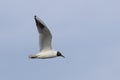 Black Headed Gull Larus ridibundus Flying. Gull in flight Royalty Free Stock Photo