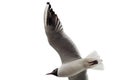 black-headed gull (Larus Ridibundus) flying over the beach, Sopot, Poland