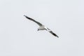 black-headed gull (Larus Ridibundus) flying over the beach, Sopot, Poland