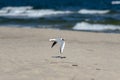 black-headed gull (Larus Ridibundus) flying over the beach, Sopot, Poland